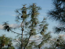 Load image into Gallery viewer, Ghost Pine | Medium Tree Seedling | The Jonsteen Company