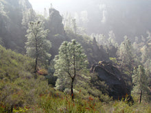 Load image into Gallery viewer, Ghost Pine | Medium Tree Seedling | The Jonsteen Company