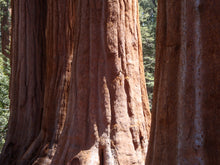 Load image into Gallery viewer, Giant Sequoia | Packaged Live Tree | The Jonsteen Company