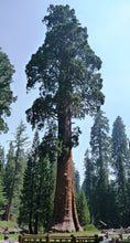 Load image into Gallery viewer, Giant Sequoia | Packaged Live Tree | The Jonsteen Company