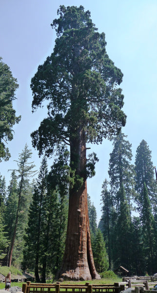 Giant Sequoia | Packaged Live Tree | The Jonsteen Company