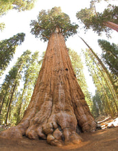 Load image into Gallery viewer, Giant Sequoia | Packaged Live Tree | The Jonsteen Company
