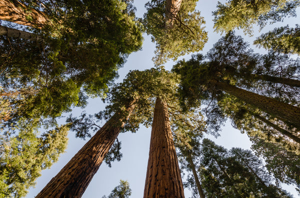 Giant Sequoia | Packaged Live Tree | The Jonsteen Company
