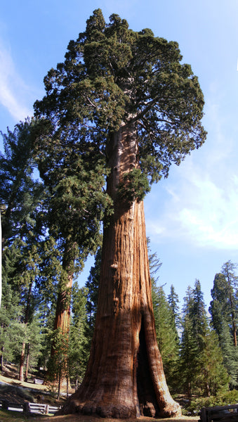 Giant Sequoia | Packaged Live Tree | The Jonsteen Company