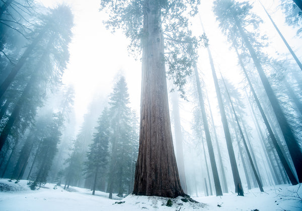 Giant Sequoia | Packaged Live Tree | The Jonsteen Company