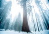 Giant Sequoia | Packaged Live Tree | The Jonsteen Company