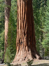Load image into Gallery viewer, Giant Sequoia | Packaged Live Tree | The Jonsteen Company