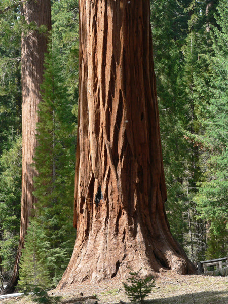 Giant Sequoia | Packaged Live Tree | The Jonsteen Company