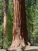 Giant Sequoia | Packaged Live Tree | The Jonsteen Company