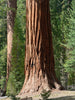 California Redwood | Giant Sequoia | Seed Grow Kit | The Jonsteen Company