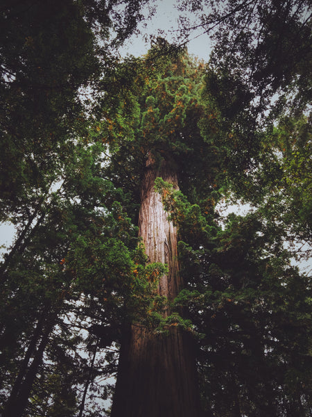 Arbor Day | Giant Sequoia | The Jonsteen Company