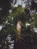 Arbor Day | Giant Sequoia | The Jonsteen Company