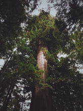 Load image into Gallery viewer, Giant Sequoia | Small Tree Seedling | The Jonsteen Company