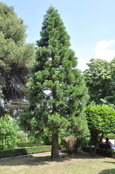 Giant Sequoia | Packaged Live Tree | The Jonsteen Company