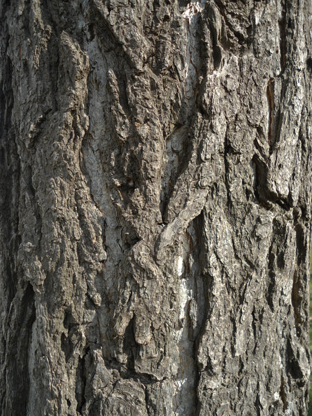 Jurassic Tree | Ginkgo biloba | Seed Grow Kit | The Jonsteen Company