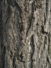 Jurassic Tree | Ginkgo biloba | Seed Grow Kit | The Jonsteen Company