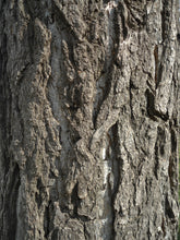 Load image into Gallery viewer, Ginkgo biloba | The Jonsteen Company