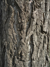Load image into Gallery viewer, Ginkgo biloba | Large Tree Seedling | The Jonsteen Company