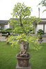 Jurassic Tree | Ginkgo biloba | Seed Grow Kit | The Jonsteen Company