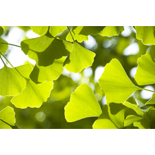 Load image into Gallery viewer, Ginkgo biloba | The Jonsteen Company