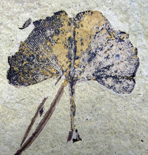 Load image into Gallery viewer, Jurassic Tree | Ginkgo biloba | Seed Grow Kit | The Jonsteen Company