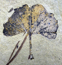 Load image into Gallery viewer, Ginkgo biloba | The Jonsteen Company