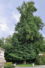 Jurassic Tree | Ginkgo biloba | Seed Grow Kit | The Jonsteen Company