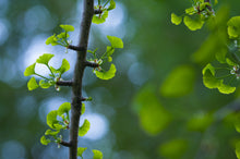 Load image into Gallery viewer, Ginkgo biloba | The Jonsteen Company