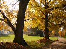 Load image into Gallery viewer, Jurassic Tree | Ginkgo biloba | Seed Grow Kit | The Jonsteen Company