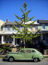 Load image into Gallery viewer, Ginkgo biloba | Large Tree Seedling | The Jonsteen Company