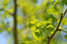 Load image into Gallery viewer, Ginkgo biloba | The Jonsteen Company