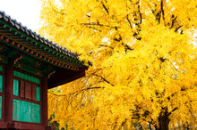 Load image into Gallery viewer, Ginkgo biloba | The Jonsteen Company