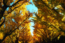 Load image into Gallery viewer, Ginkgo biloba | The Jonsteen Company