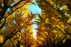 Jurassic Tree | Ginkgo biloba | Seed Grow Kit | The Jonsteen Company