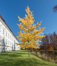 Load image into Gallery viewer, Ginkgo biloba | The Jonsteen Company