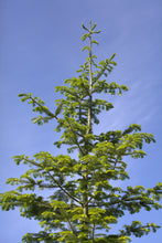 Load image into Gallery viewer, Grand Fir | Small Tree Seedling | The Jonsteen Company