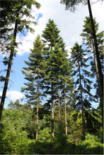 Load image into Gallery viewer, Grand Fir | Small Tree Seedling | The Jonsteen Company