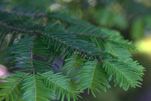 Load image into Gallery viewer, Grand Fir | Small Tree Seedling | The Jonsteen Company