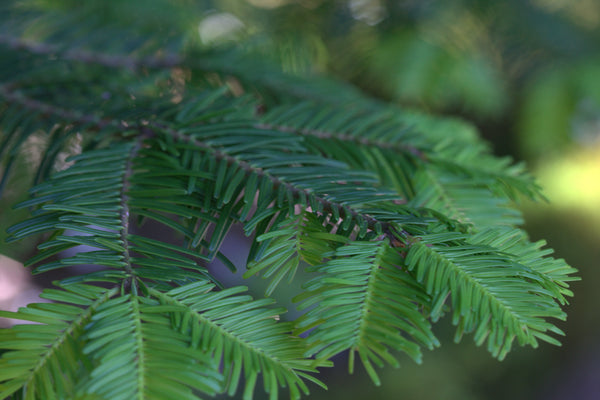 Christmas Tree | Grand Fir | The Jonsteen Company