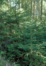 Load image into Gallery viewer, Grand Fir | Small Tree Seedling | The Jonsteen Company
