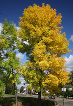 Load image into Gallery viewer, Green Ash | Medium Tree Seedling | The Jonsteen Company