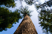 Load image into Gallery viewer, Himalayan Pine | Medium Tree Seedling | The Jonsteen Company