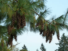 Load image into Gallery viewer, Himalayan Pine | Medium Tree Seedling | The Jonsteen Company