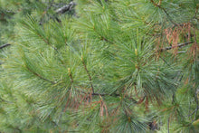 Load image into Gallery viewer, Himalayan Pine | Medium Tree Seedling | The Jonsteen Company