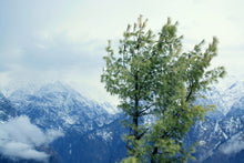 Load image into Gallery viewer, Himalayan Pine | Medium Tree Seedling | The Jonsteen Company