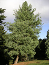 Load image into Gallery viewer, Himalayan Pine | Medium Tree Seedling | The Jonsteen Company