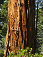 Load image into Gallery viewer, Incense Cedar | Mini-Grow Kit | The Jonsteen Company