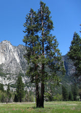 Load image into Gallery viewer, Incense Cedar | Small Tree Seedling | The Jonsteen Company