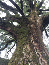 Load image into Gallery viewer, Interior Live Oak | Lot of 30 Tree Seedlings | The Jonsteen Company