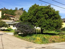 Load image into Gallery viewer, Interior Live Oak | Medium Tree Seedling | The Jonsteen Company